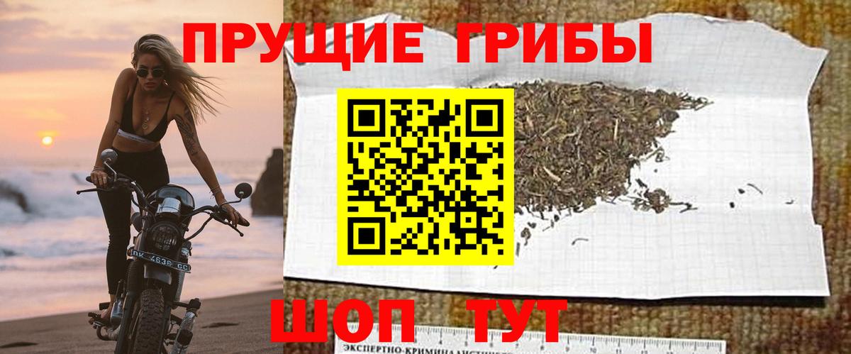 Галлюциногенные грибы Psilocybe Котельники